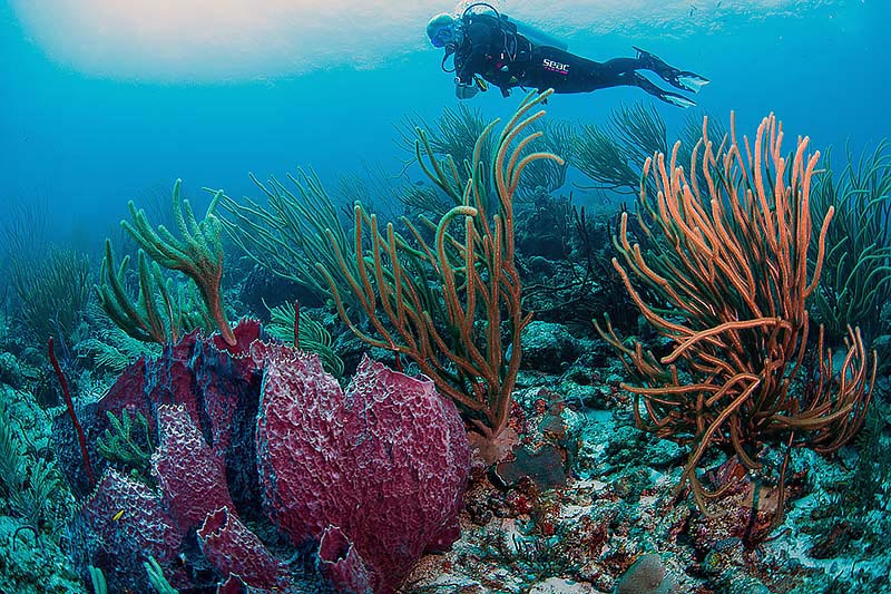 2divesites-purple-sponges 2divesites-purple-sponges