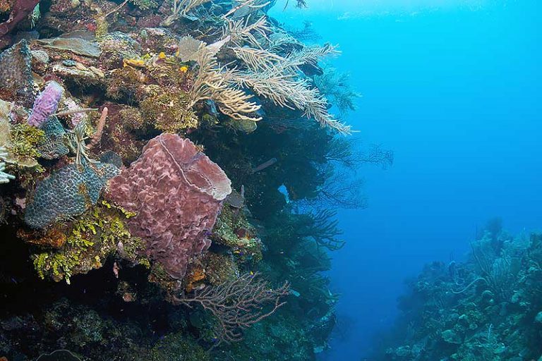 Black Coral garden