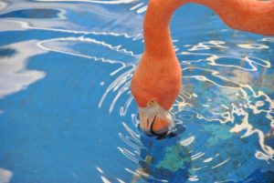 Flamingo at the Curacao Sea Aquarium Curacao Sea Aquarium