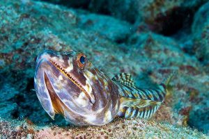 divesites-lizardfish-300x200