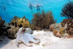 octopus-and-snorkelers-300x201 octopus-and-snorkelers-300x201 curacao