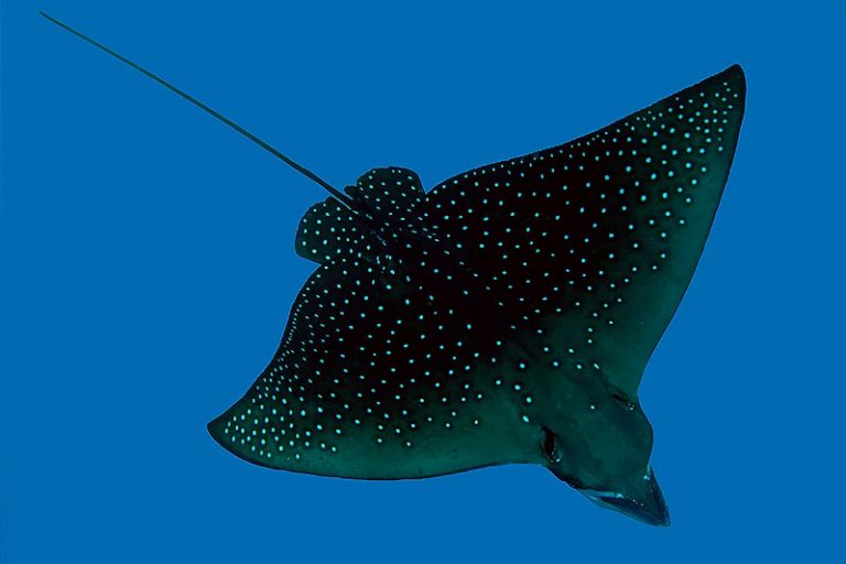 watamula Watamula
