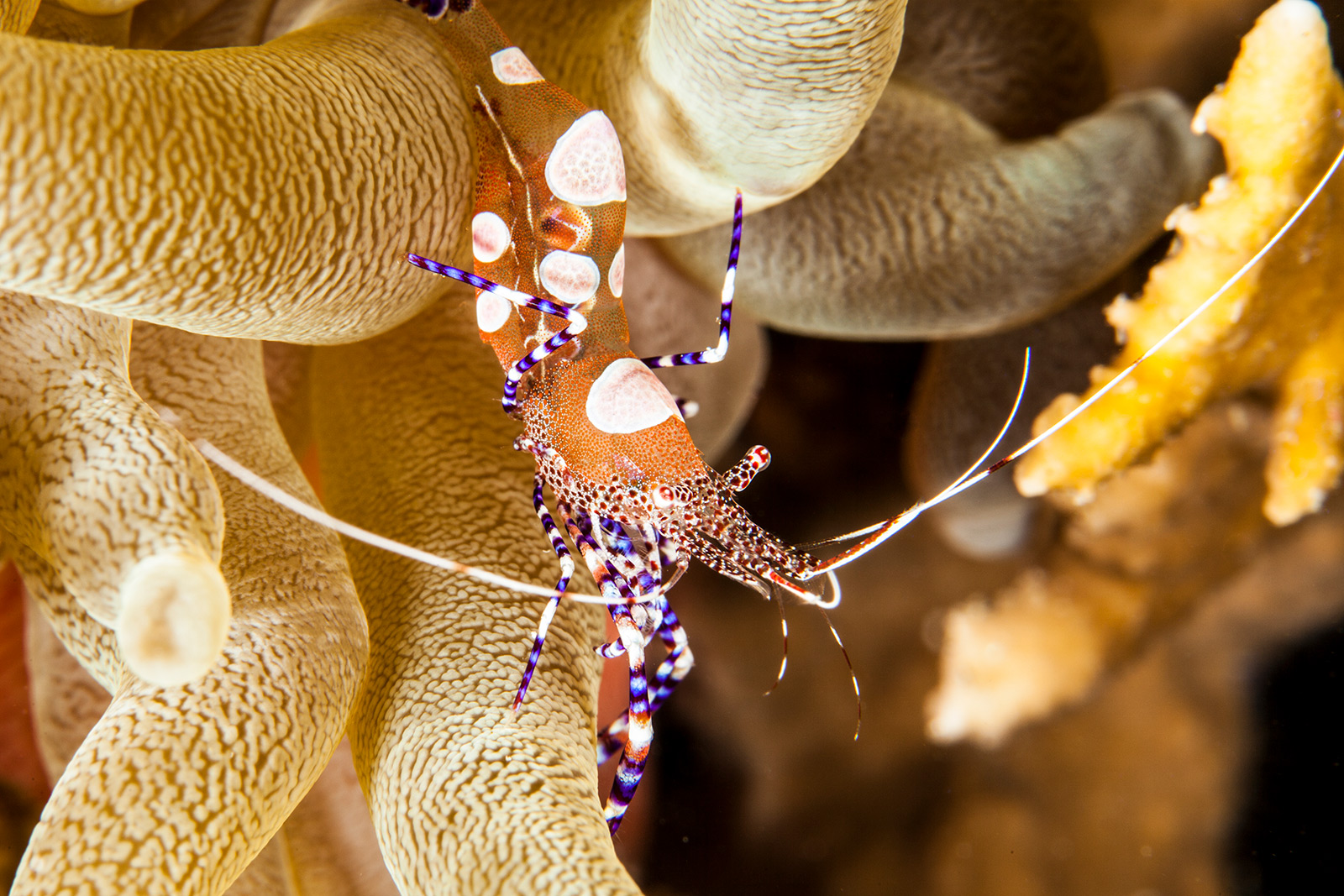 book Curacao diving