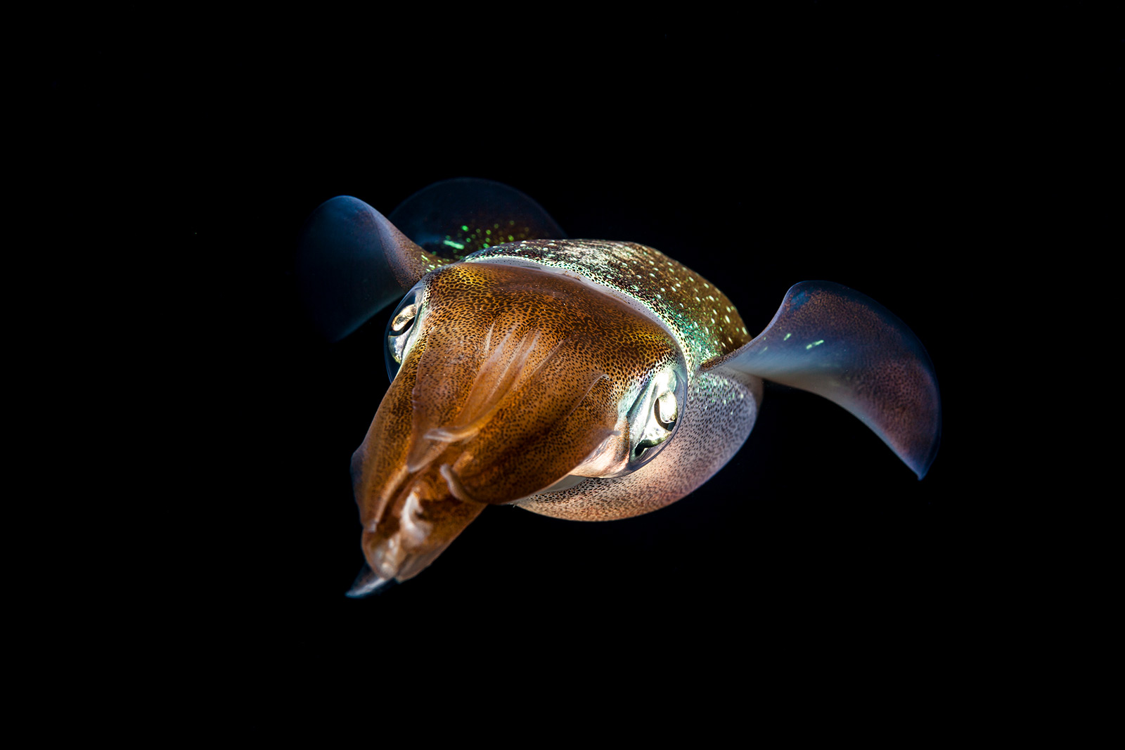 Curacao night dive Go West Diving