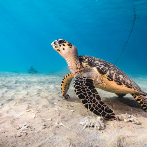 Snorkeling Curacao