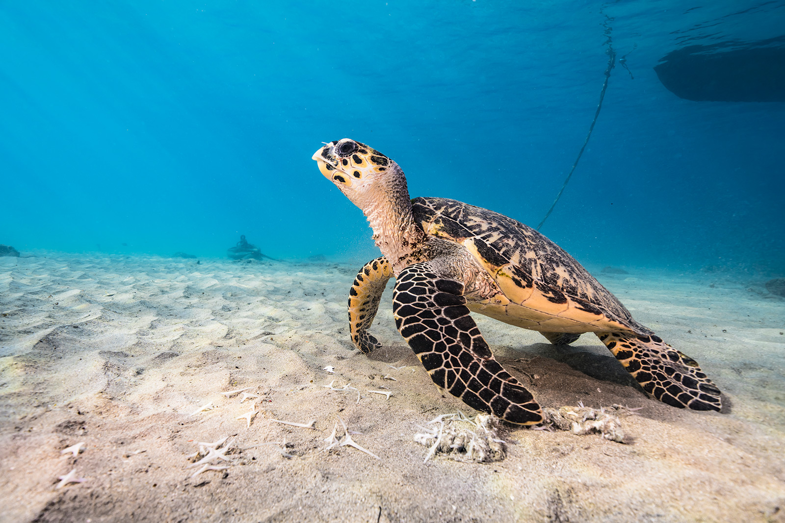 Snorkeling Curacao